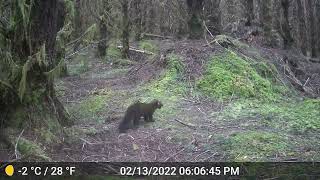 Pacific Marten activity...