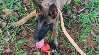 BRINCANDO DE BOLINHA NA ÁGUA COM MINHA FILHOTE DE PASTOR BELGA MALINOIS