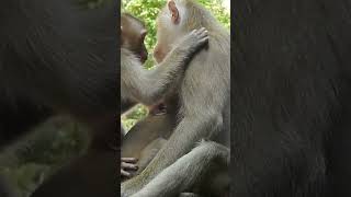 baby monkeys want to have mama's milk ..baby fighting to have milk 😆🤣😂 🐒 #cute #animals #shorts