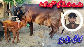 Pakistan top cow|frizen breed|hamare ilake ki mashhur cow|important cow|cow business information