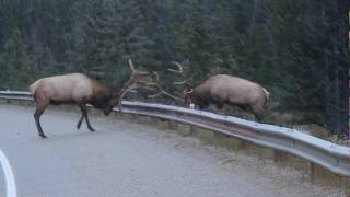 Guard Rail Elk Fight