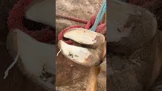 Desi style hoof trimming for cows 🐄 #dairyfarm #cowfarm #training #hooftrimming