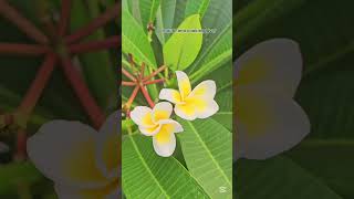 #nature #flowers #beauty #shortvideo #follow #share #views #likeandsubscribe #subscribe #reelsvideo