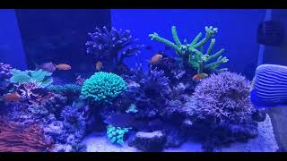 Il Mio Reef Tank