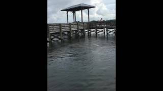 Manatees watching a yoga class in Crystal River