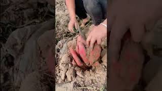 Satisfaying videos of agriculture growing fruit, vegetable, carrot, corn, onion etc #Short 36