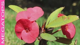 11 Hermosas Plantas Con Espinas