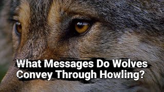 【Camojojo】What Messages Do Wolves Convey Through Howling?