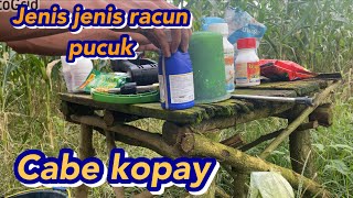 JENIS RACUN CABE UNTUK PUCUK (racun pucuk) #youtube