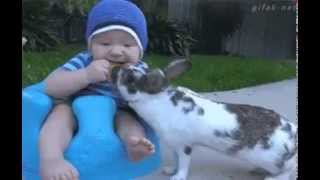 ارنب يسرق البسكويت من الرضيع Rabbit stealing biscuits from baby