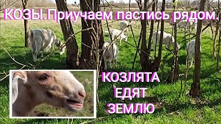 ❤️ КОЗЫ. 11-13 МАРТА. КОЗЛЯТА ЕДЯТ ЗЕМЛЮ. КАК ПРИУЧИТЬ КОЗ ХОДИТЬ ЗА ВАМИ.