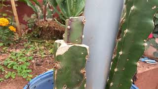 GRAFTING AND PLANTING BLACK AFRICANA DRAGON FRUIT