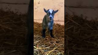 so cute baby goats 🐐🐐🐐 #viralvideo #cutegoat 😘#youtubeshorts