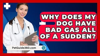 Why Does My Dog Have Bad Gas All Of A Sudden? - PetGuide360.com