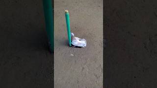 creative traps | pigeon trap | bird trap in flock #shorts #youtubeshorts