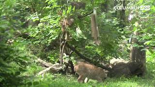 Canada Lynx Paper Bag Enrichment