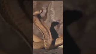 🐍🐍🐍🐍 snake video #viral #youtube #shots #snake #viftri #video