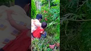 আমার ফুলের বাগানটা পরিস্কার করলাম ||Gardening video||#shorts #garden #trending