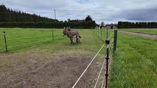 Donkey Racing Paddock Paradise