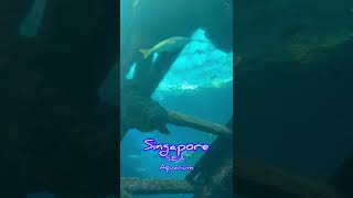 S E A Aquarium Singapore | Singapore Trip | world’s largest aquariums | Singapore City |