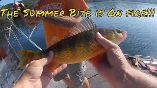 Catching Giant Yellow Perch in East TN!!!