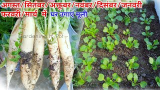 मुली घर कैसे उगायें बीज से । How To Grow Radish At Home / How To Plant Radish Seeds in Pots