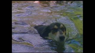 Nikon R10 Super 8 Film "Fun at the creek"