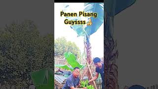 Panen Pisanggg Mantapppp #remix #music #pisang #viralvideo #shorts