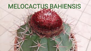 MELOCACTUS. МЕЛОКАКТУС.