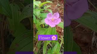 Tungaw Tungaw #wildflowers #edibleflowers #amazing #shortvideo #shorts