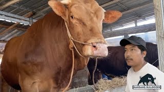 Penerus Wariso setia farm ‼️ada juga di lereng lawu‼️sapi jumbo asal Karanganyar