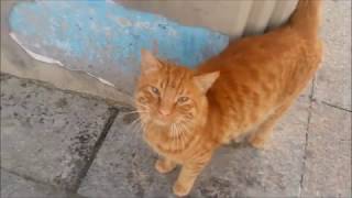 stray cat wants food from me and very afraid of the dog