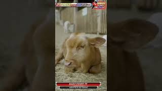 calf cute video/calf beautiful animals /animal lover