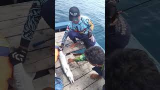 BARRACUDA || BEGAL LAUT