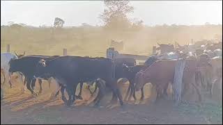 Tocando a boiada no estradão