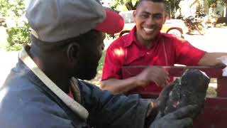 La Ruta de la Yuca: Del Campo a las Calles de la Ciudad.