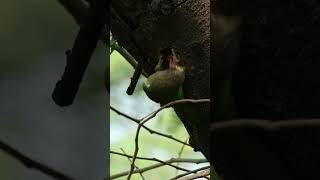 Busy Brown-headed Barbet Building Its Nest #ytshorts #ytshortsindia #youtubeshorts #shortsyoutube