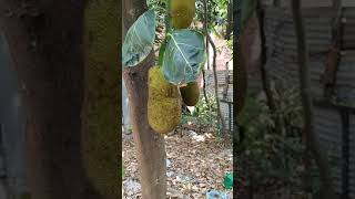 Jackfruit