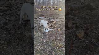 Our Dog found a 'treasure' 🤔 #farmlife #dog #funnydogs #farming