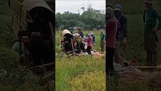 Rice Farming Harvester