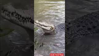 Bhitarkanika National Park - Feeding Saltwater Crocodile #shorts #odisha_tourism #travel