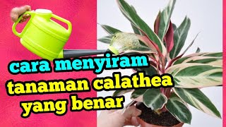 cara menyiram tanaman calathea yang benar