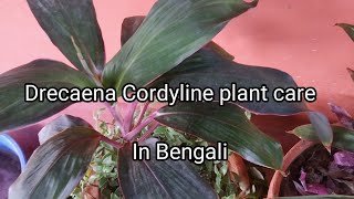 How to care and propaget Drecaena Cordyline plant. In Bengali.