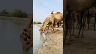 Group of camels drinking water #shortvideo