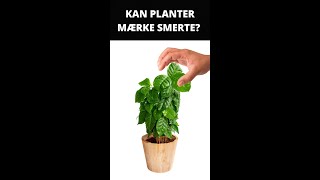 KAN PLANTER FØLE SMERTE? 🌱 #wtferdet #shorts #factshorts