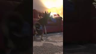 When one insists on playing and one does not...a chihuahua story  #chihuahuasareawesome