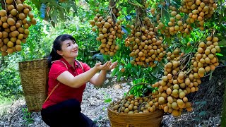 How to Harvest Longan, goes To Market Sell - Harvesting and Cooking |Tieu Vy Daily Life