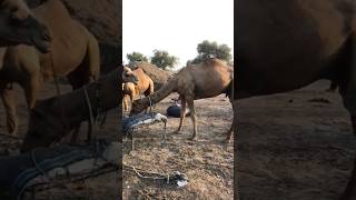 Camels markeet hala markeet #camel #goat #youtubeshorts #youtubevideos #animals #youtube #ytshorts