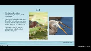 Conservation Conversations: Wed., March 10, 2021. Topic: Wading Birds of South Florida