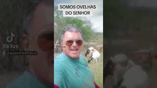 SOMOS OVELHAS DO SENHOR #pregação #pregador #crente #vida #evangelho #reflexão #nordeste #deus#fe